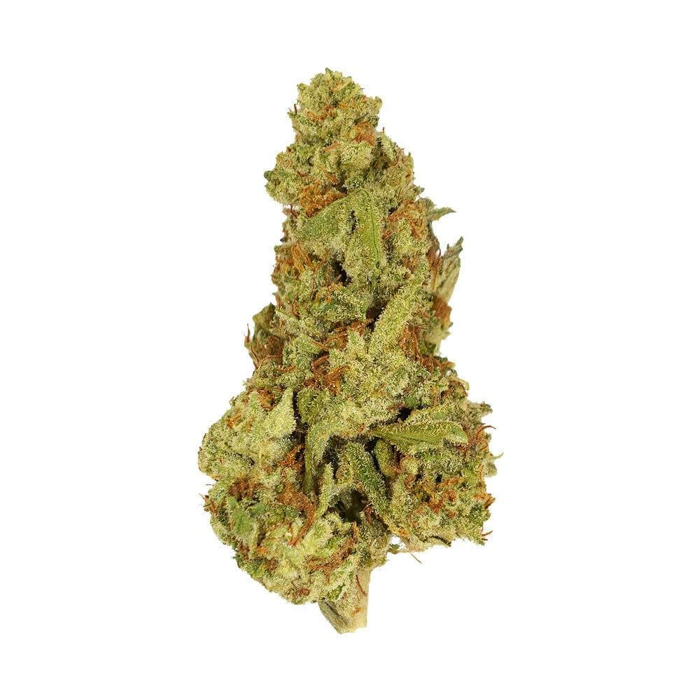 Exotix - Jealousy (H) - 14g