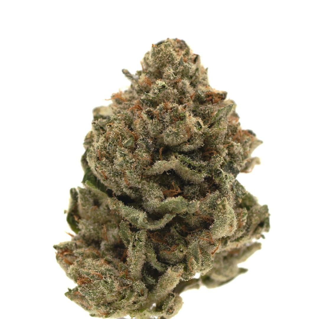Gluelato | Flower | 14g