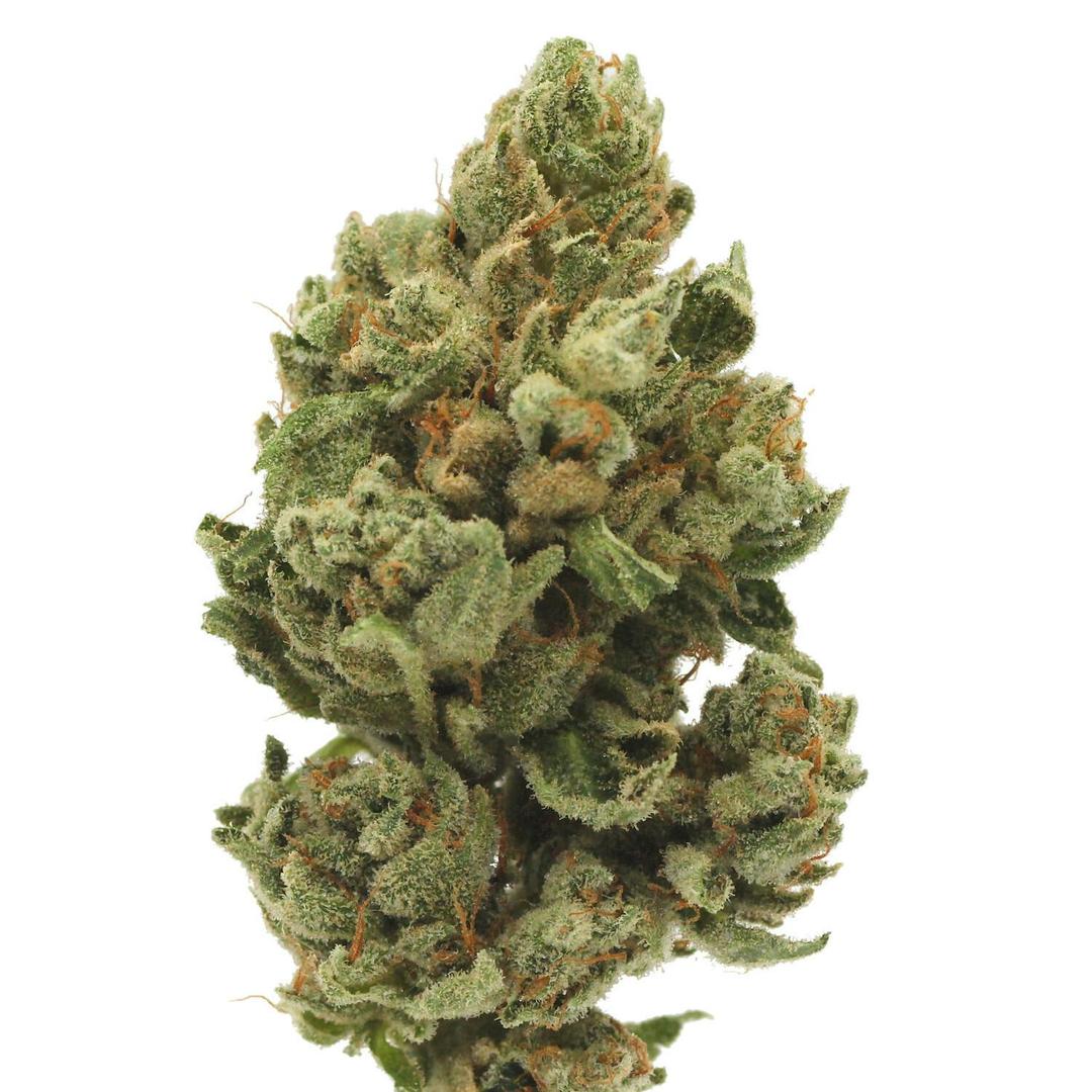 The Glue | Flower | 14g
