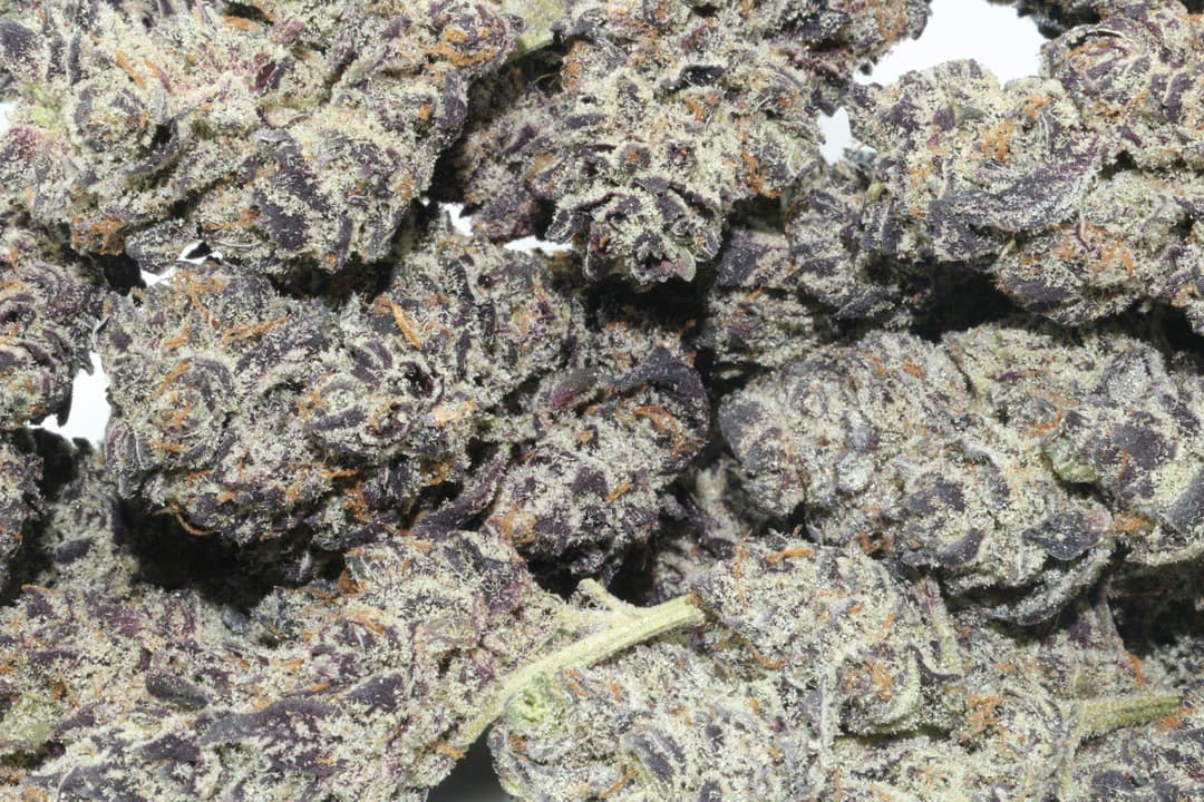 Push Pop (COOKIES & CREAM X TEMPLE FLO) - 3.5g Flower