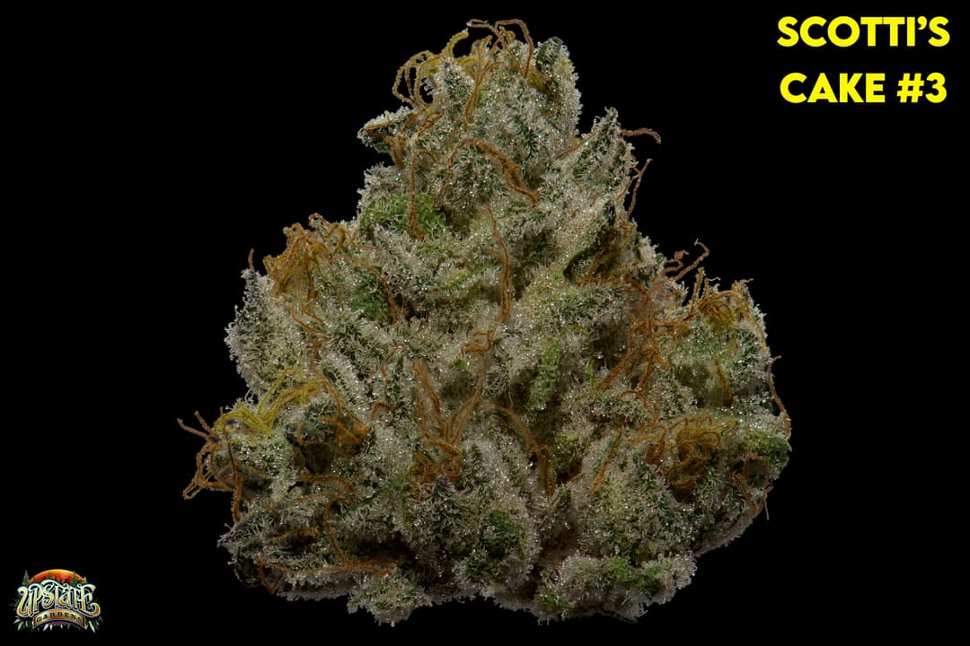 Flower: Scotti's Cake #3