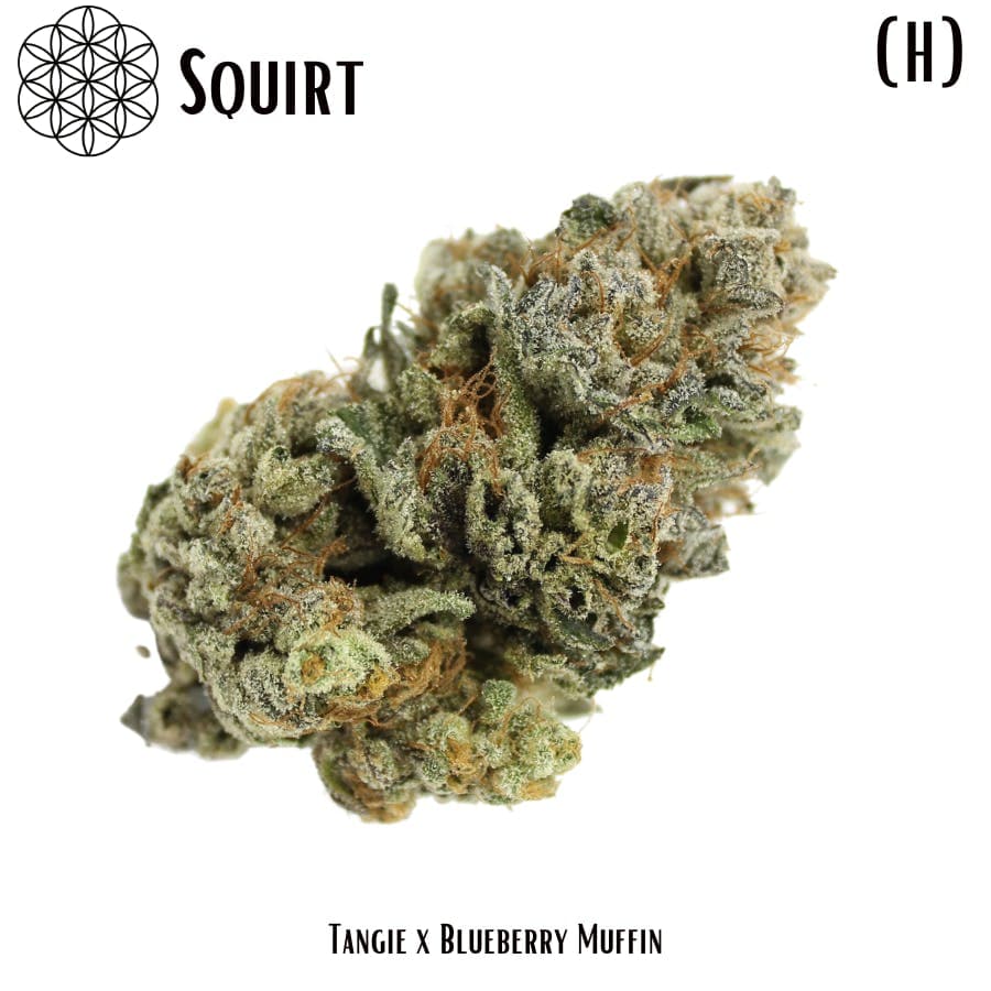 Squirt Flower