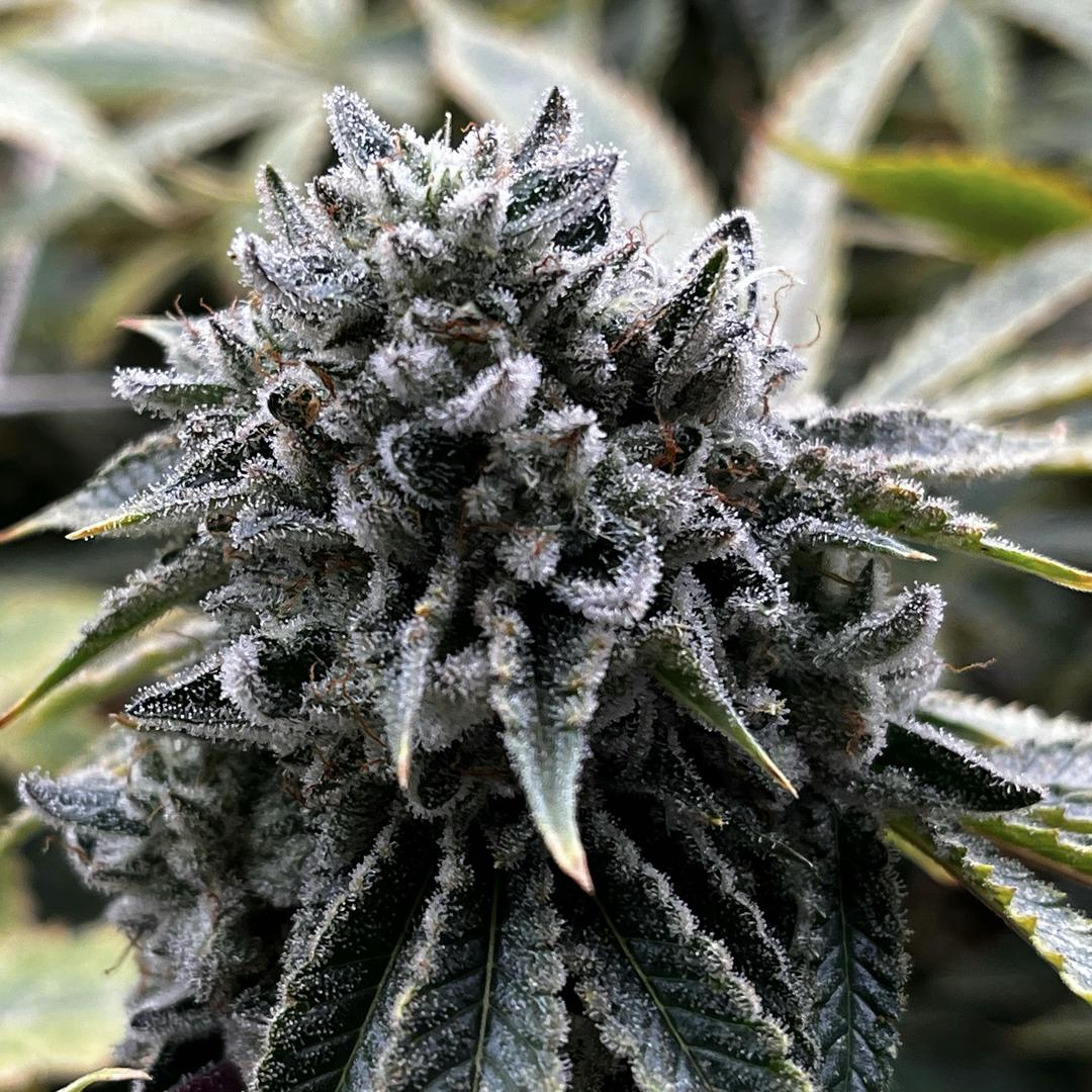 Sour Animal