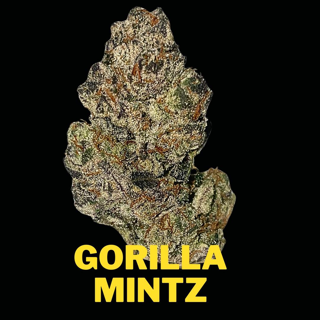 Gorilla Mintz Gold Edition