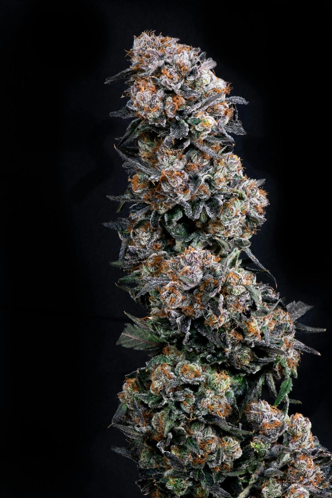 Papaya Candy