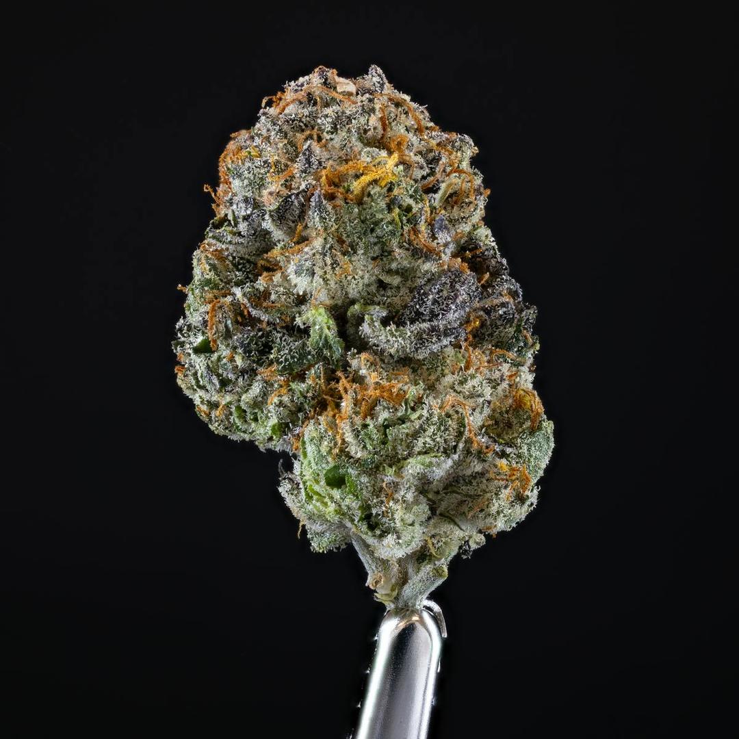 White Tahoe Gelato