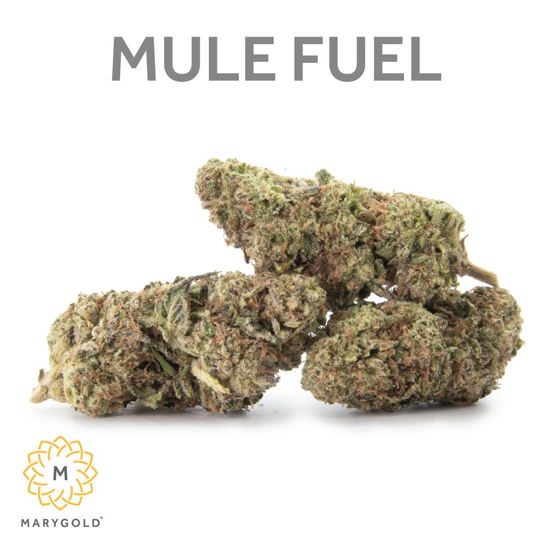 Mule Fuel 3.5g (31% THC Hybrid)
