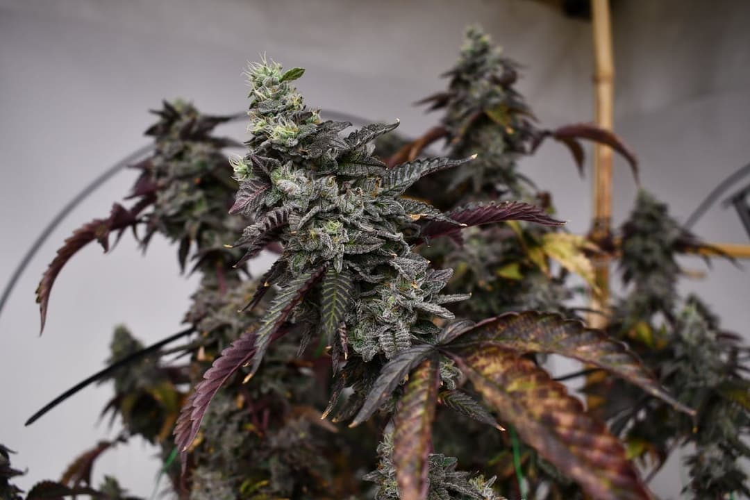 GMO