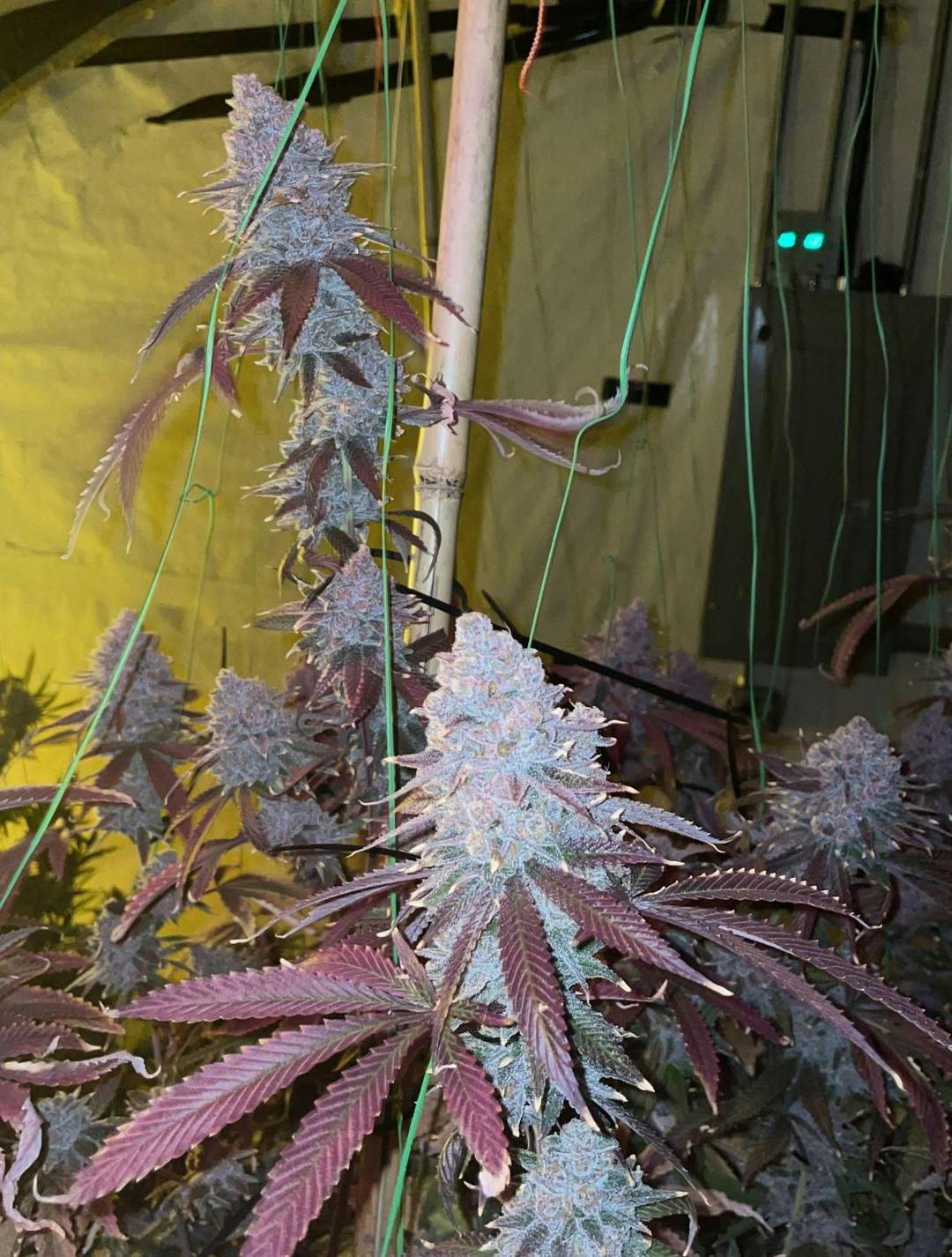 Tropicana Cherry Small Buds