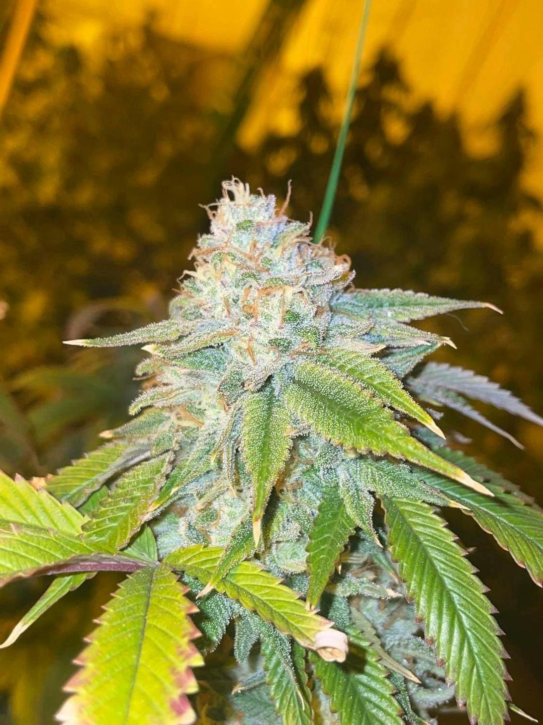 Sundae Driver Small Buds