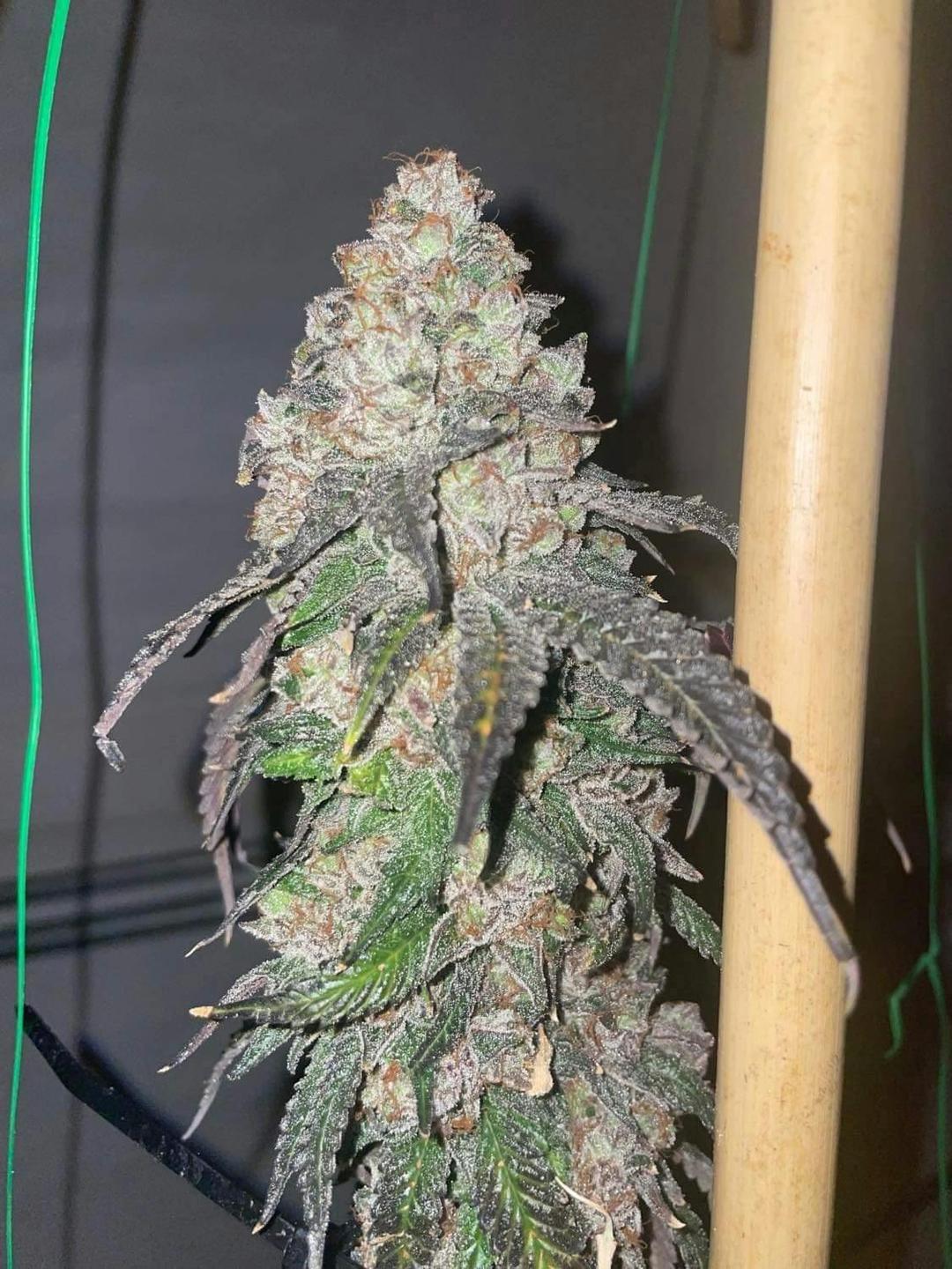 Milkbone Small Buds