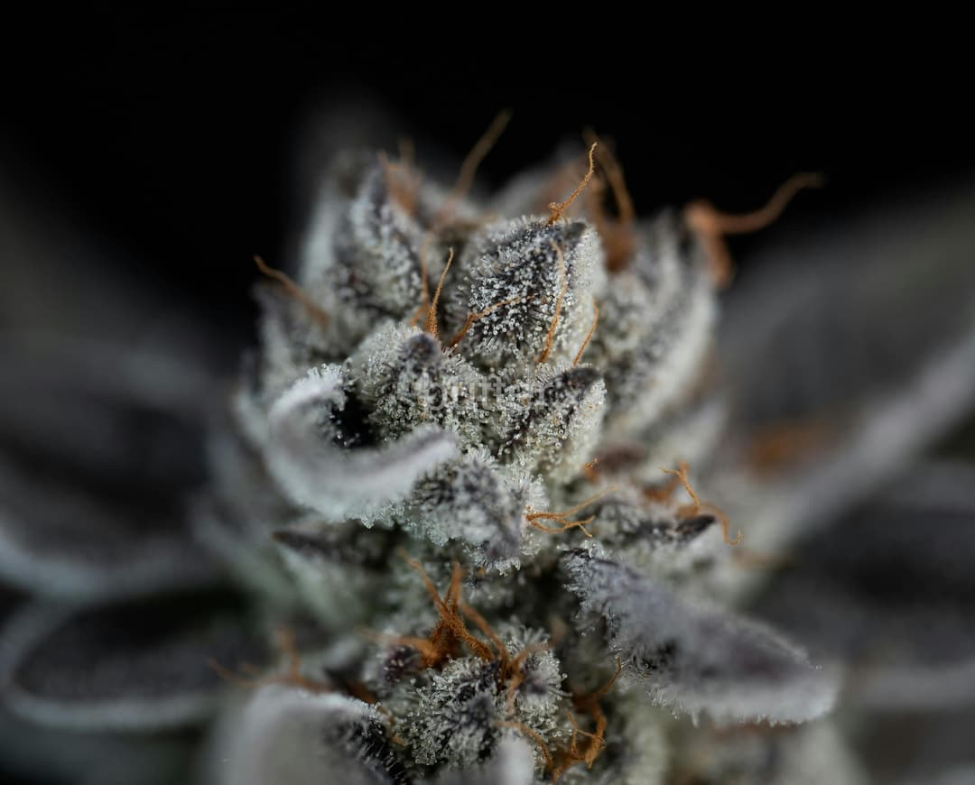 butter | Guava Barz #5