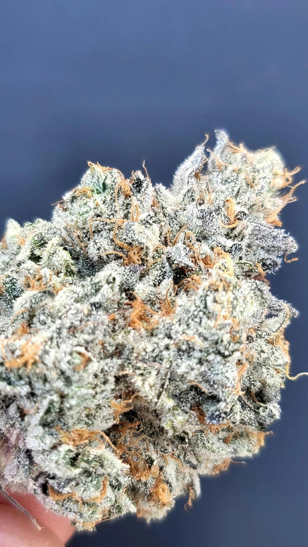 Georgia Pie Flower [7g]