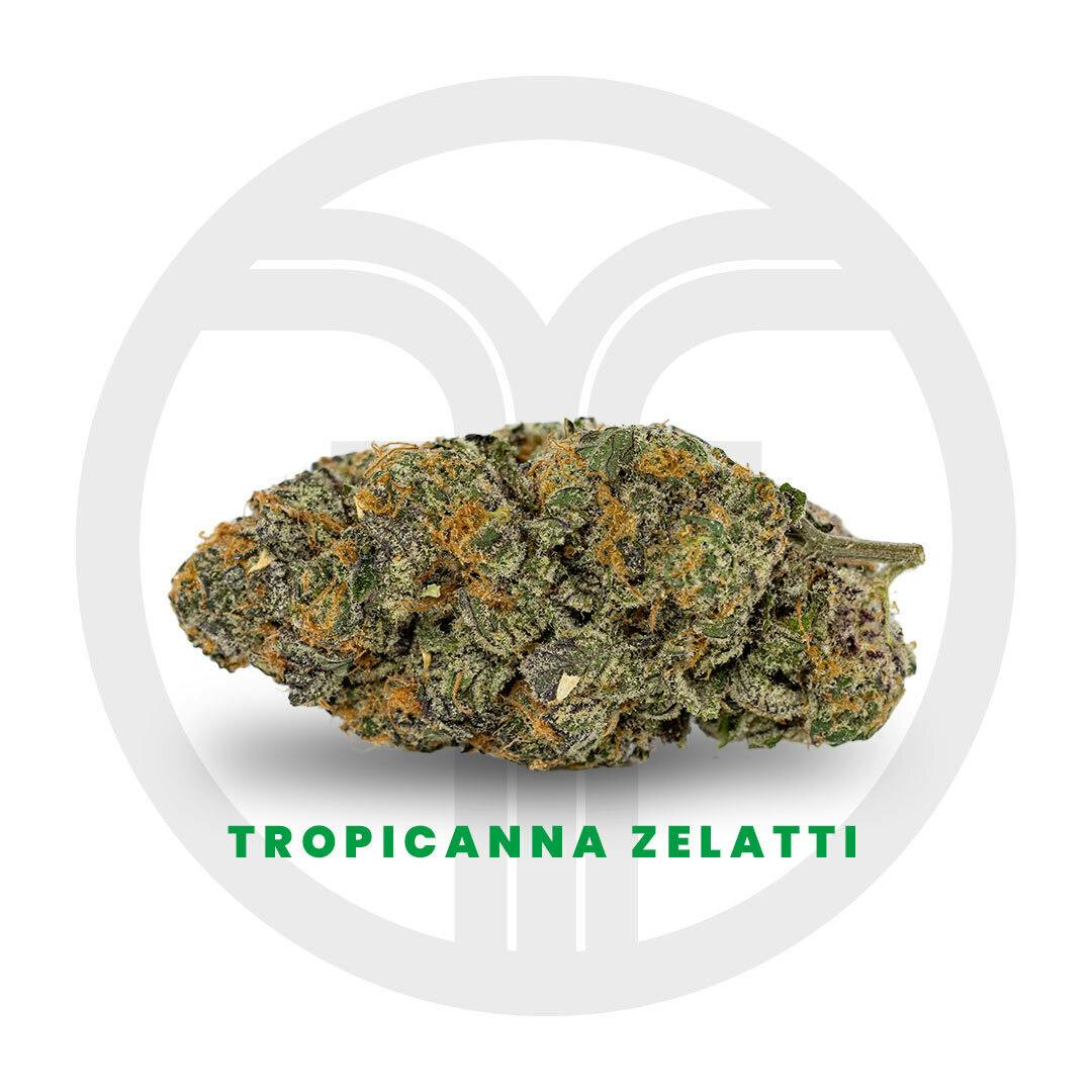 Tropicanna Zelatti