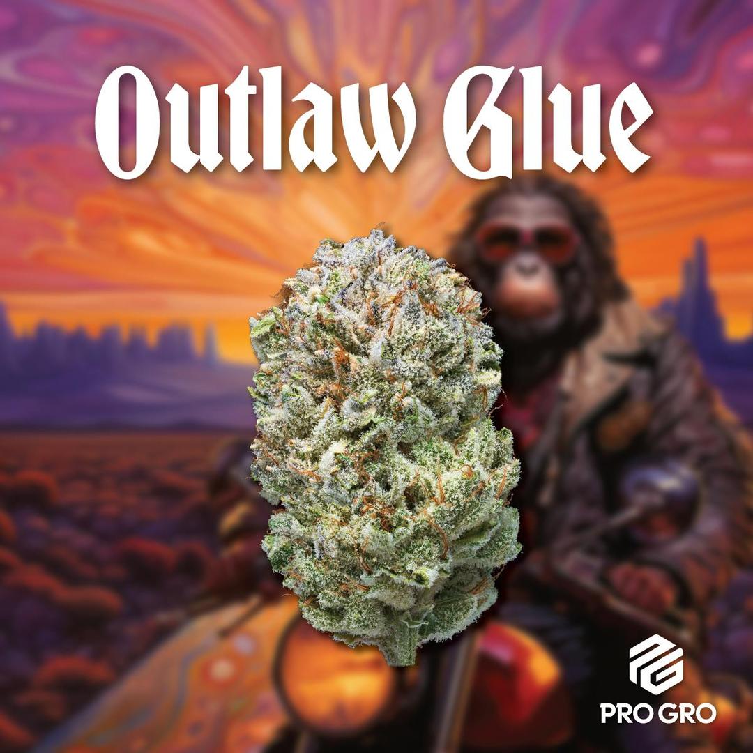 Outlaw Glue