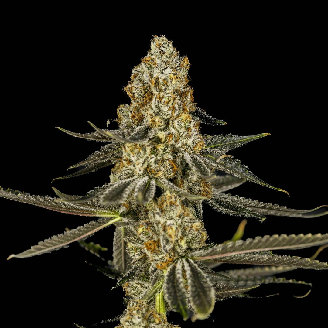 Big Buds - Ajo (Garlic Breath X Tipsy Mom)