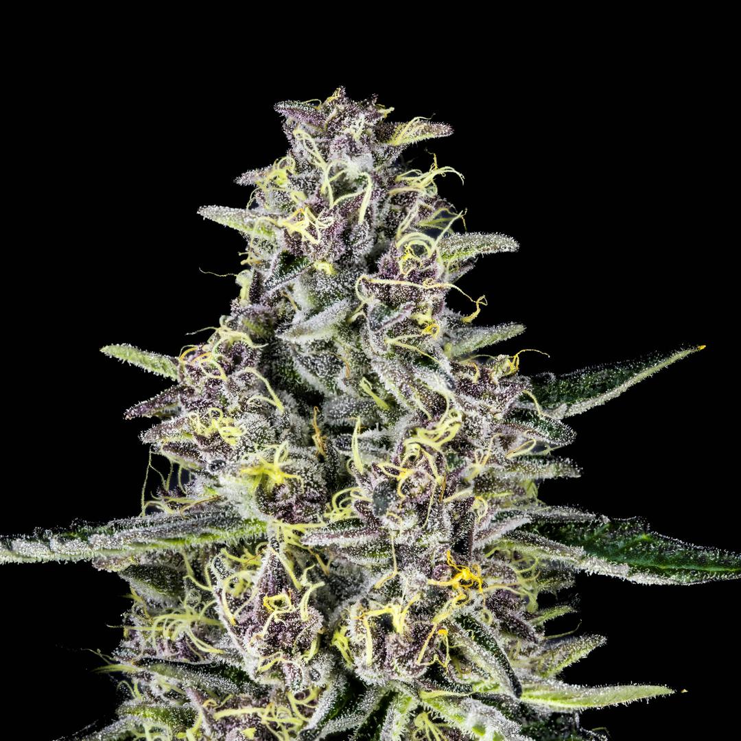 Big Buds - Point Break (Tropicana Cookies X Trophy Wife)