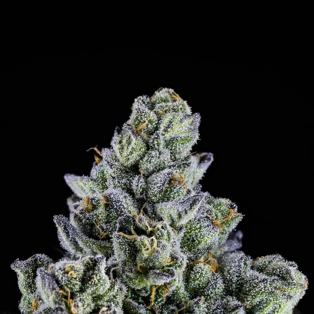 Big Buds - Pie Scream (Wedding Pie x Gelato #33)