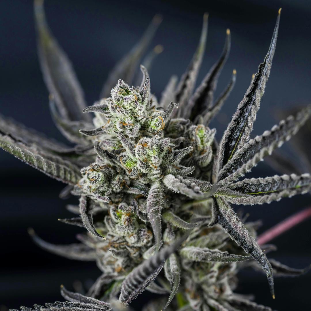 Big Buds - Grand Daddy Purp x Forbidden Runtz