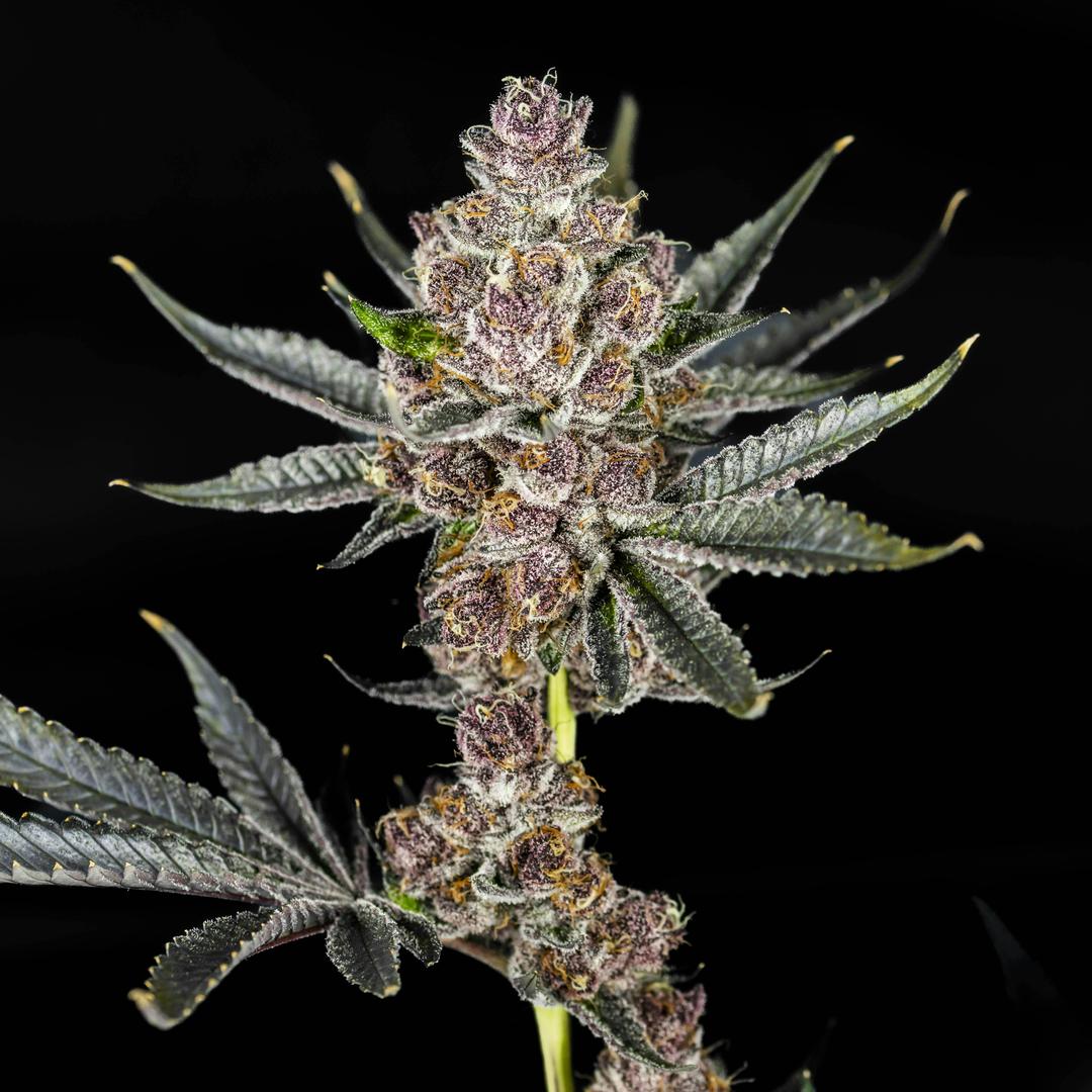 Big Buds - Tropicana Cherries (Tropicana Cookies X Cherry Cookies)