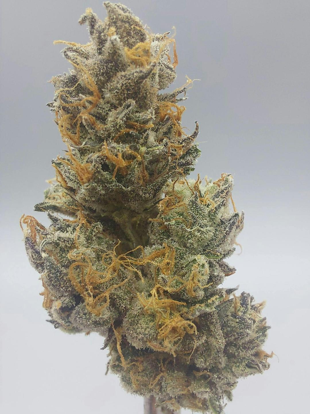 Flower - BLOW OUT - Lemon Lava #3