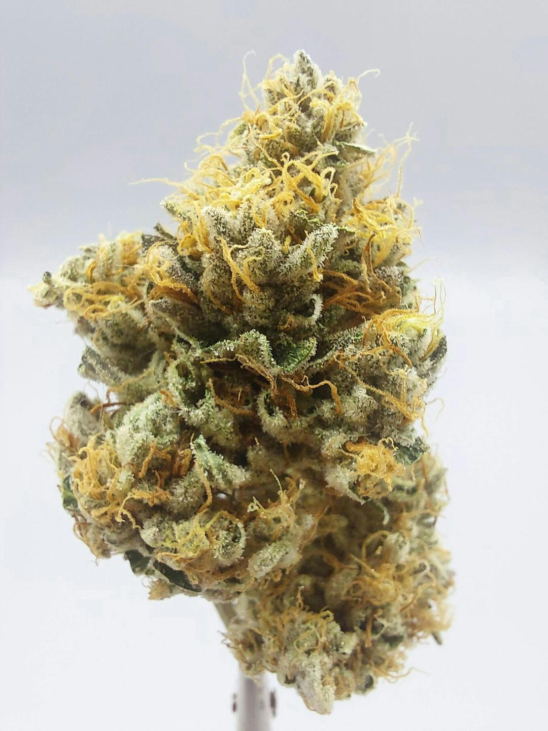 Flower - Tier 1 - D-95 #4
