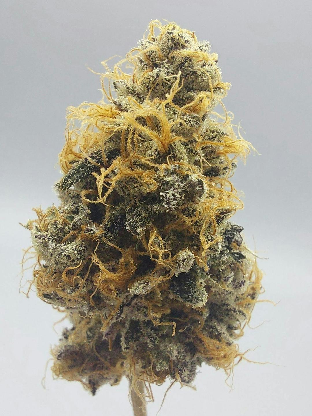 Flower - Tier 1 - Loose Lucy #3