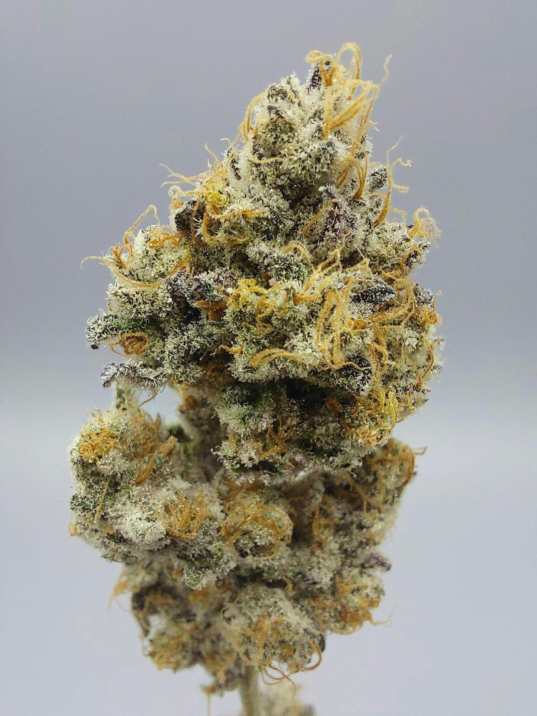 Flower - Tier 1 - Rainbow Reserve #1