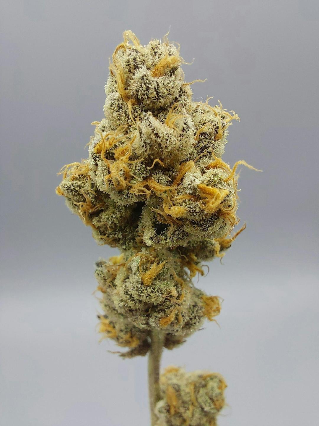 Flower - Tier 1 - Rainbow Reserve #9