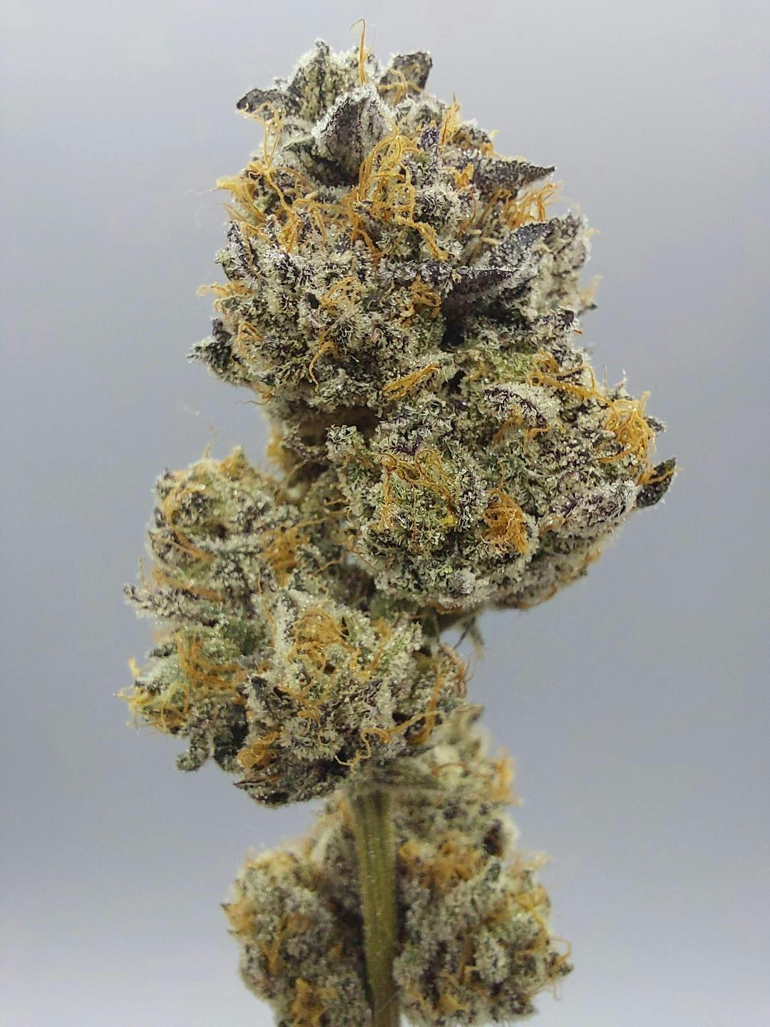 Flower - Tier 1 - Sunset Sherbert