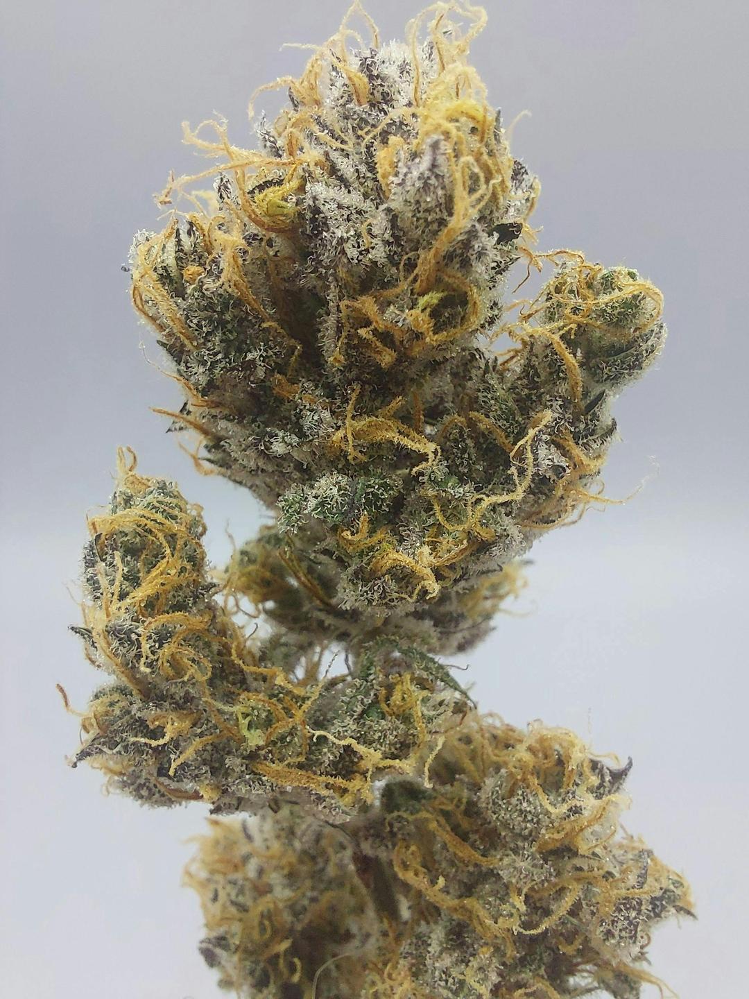 Flower - Tier 2 - Super Craze #1