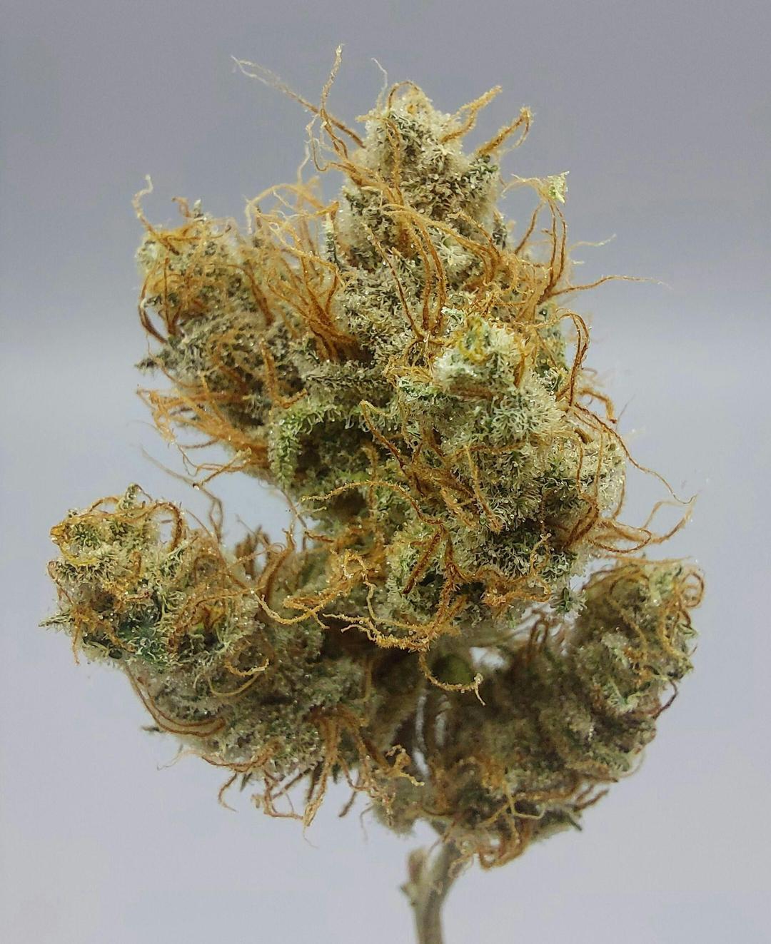 Flower - Tier 2 - Super Craze #5