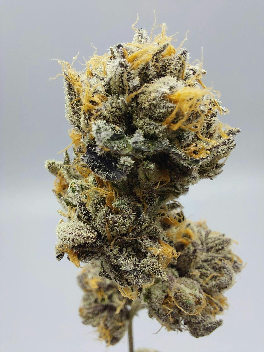 Flower - Tier 3 - Dozi - Zo'z #8