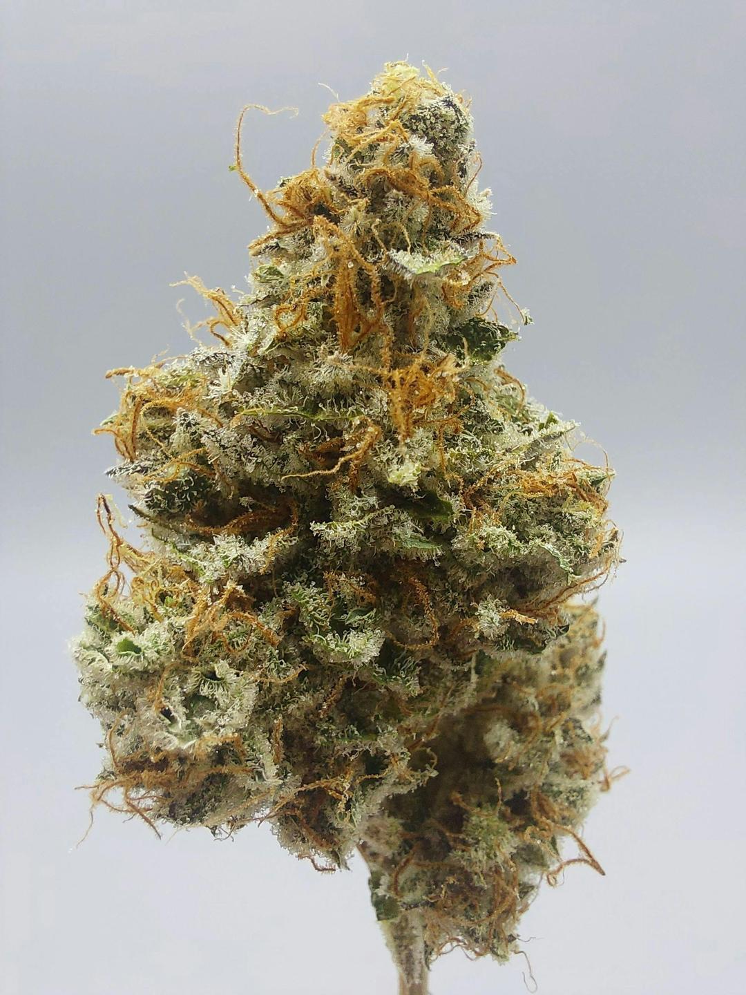 Flower - Tier 3 - Loose Lucy #8