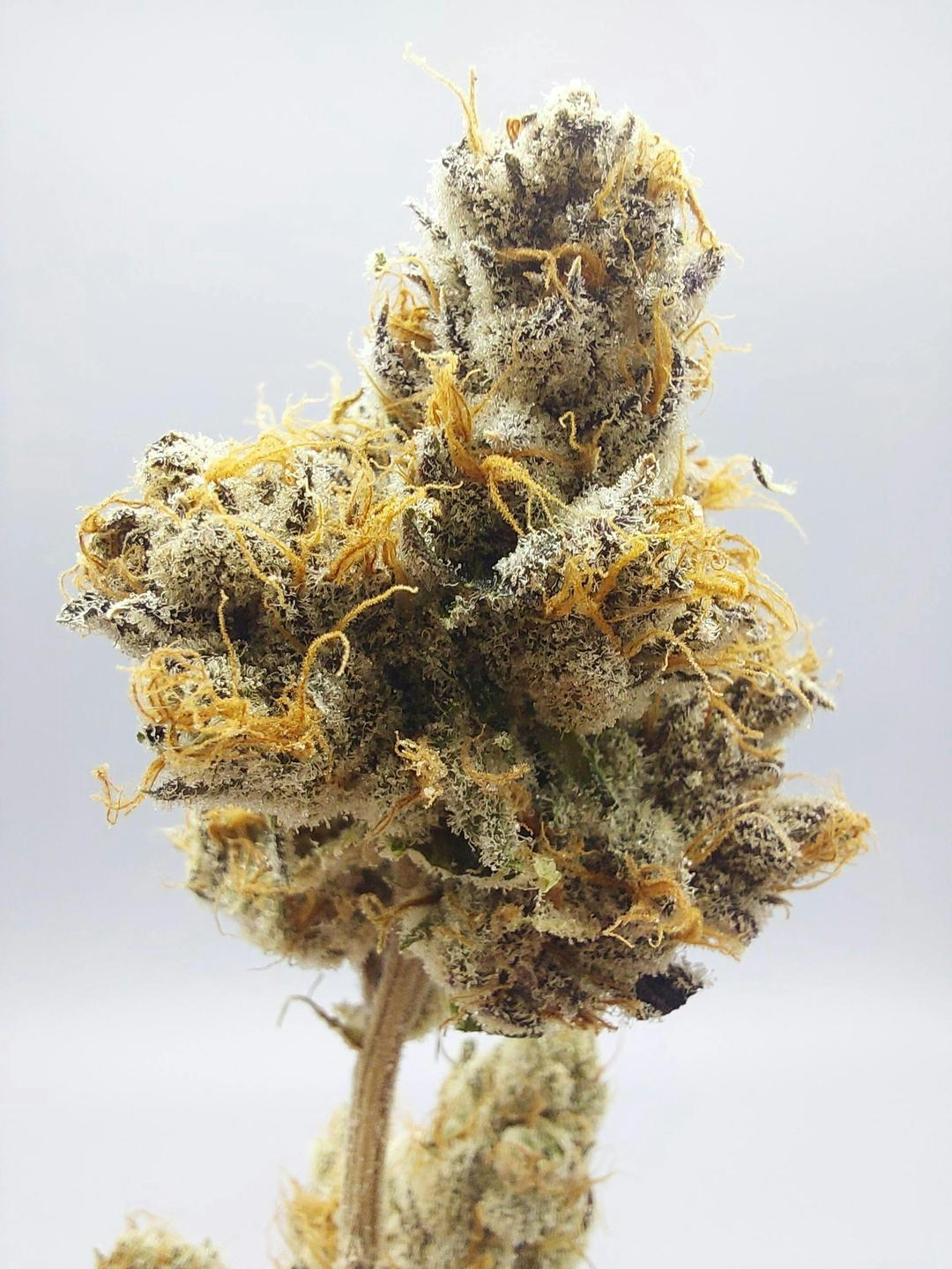 Flower - Tier 3 - Rainbow Reserve #7