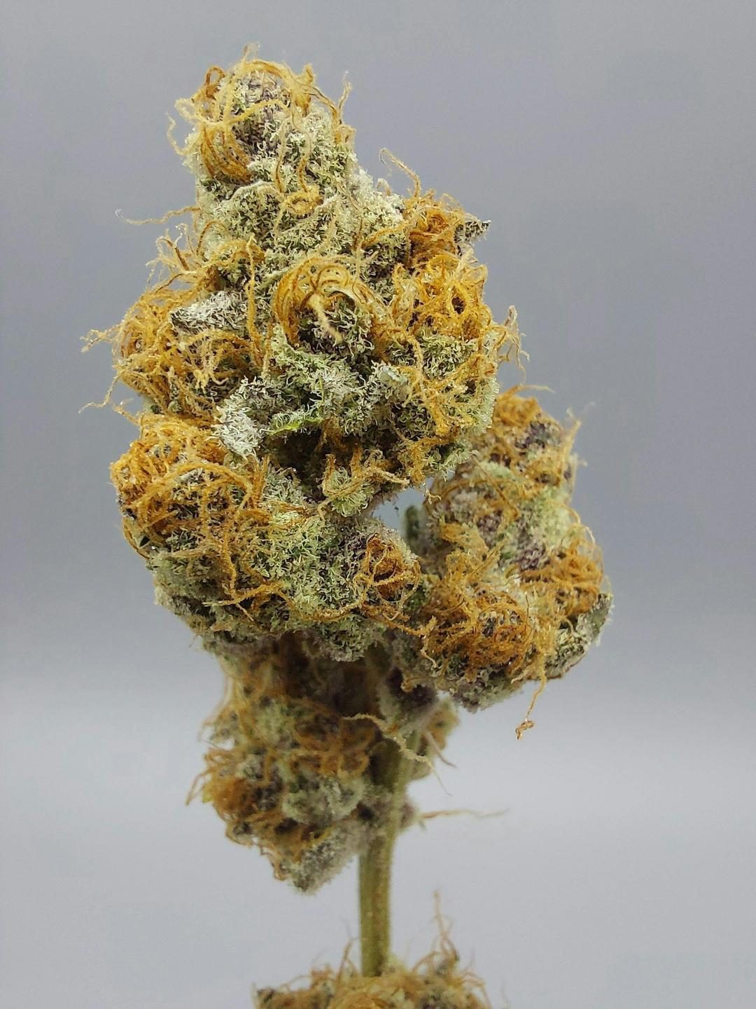 Flower - Tier 3 - Truffle Butter