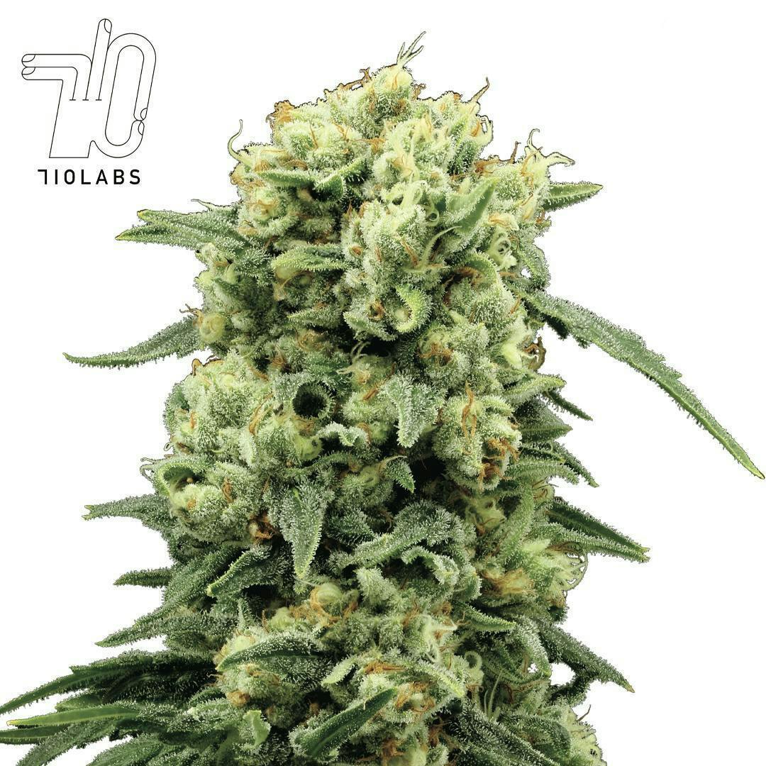 Odder Popz Flower