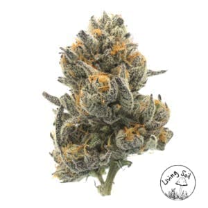 Piescream #7 Flower 14g