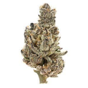 Starburst 36 #1 Flower 3.5g