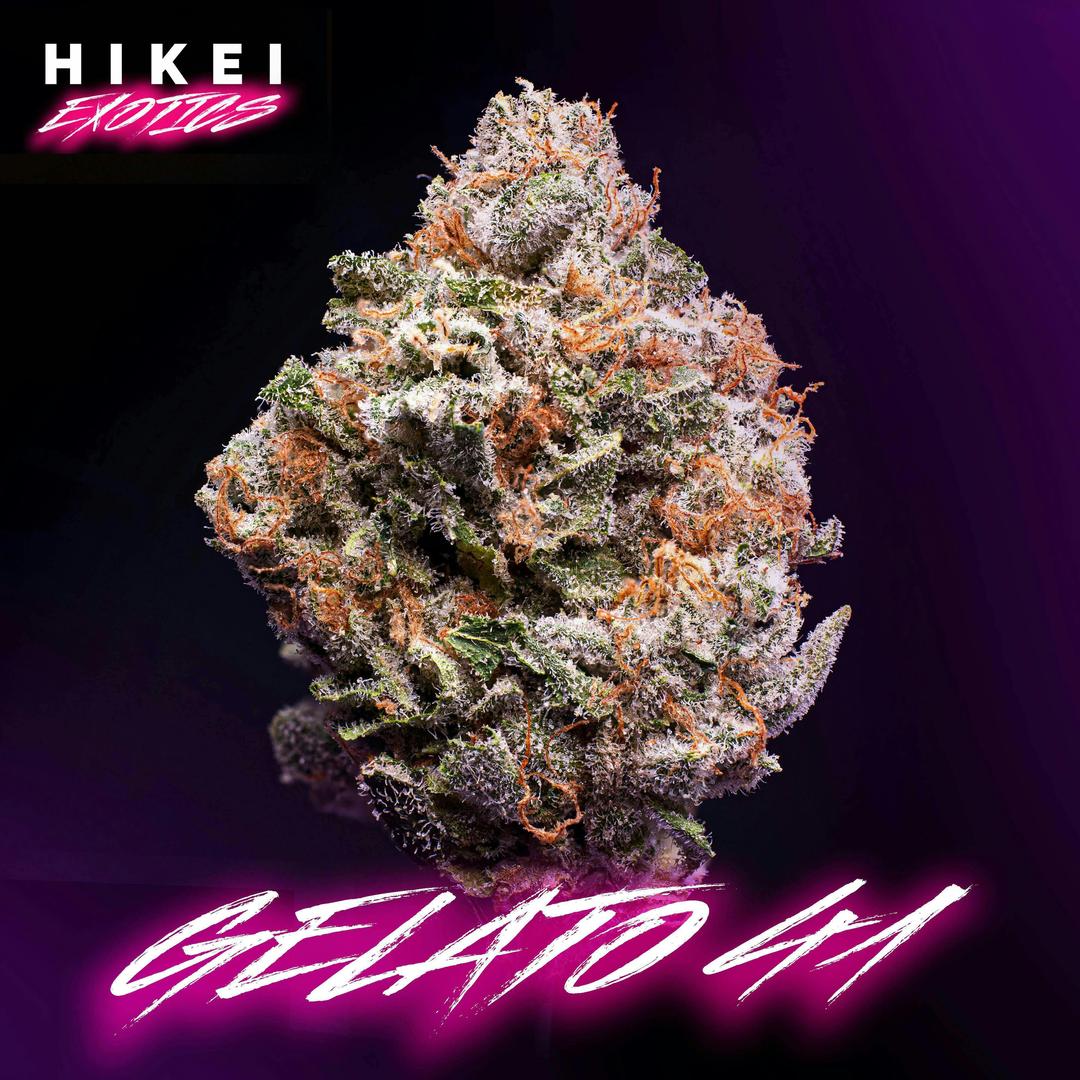 Gelato 41 Eightr 3.5g