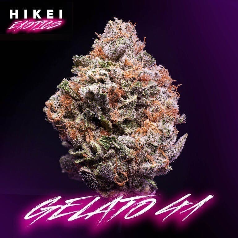 Gelato 41 Zip 28g