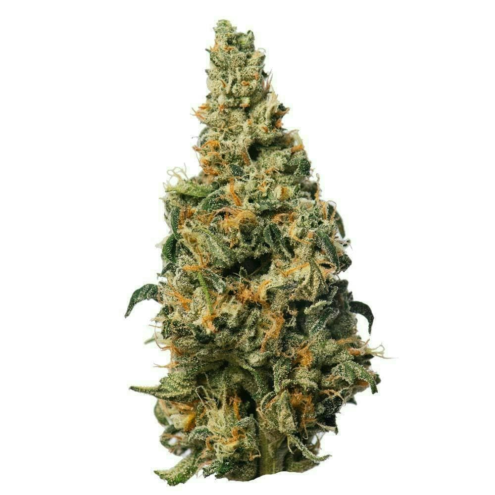 Proper Cannabis - GMO Rootbeer | 1g