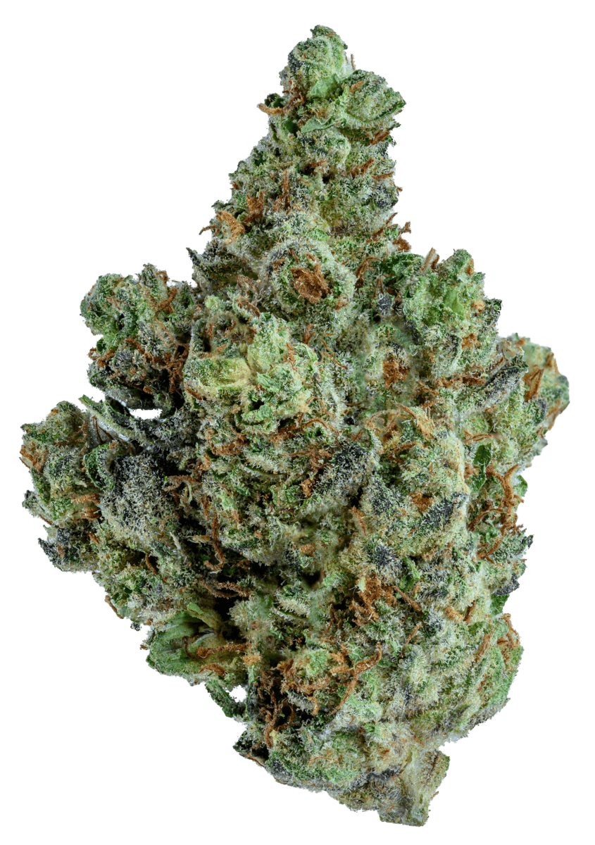GOLD STANDARD | SLURTY3 | 28G