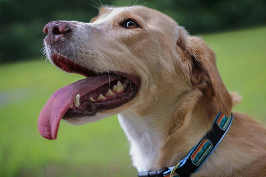 Rugged Roots - Dog Collar