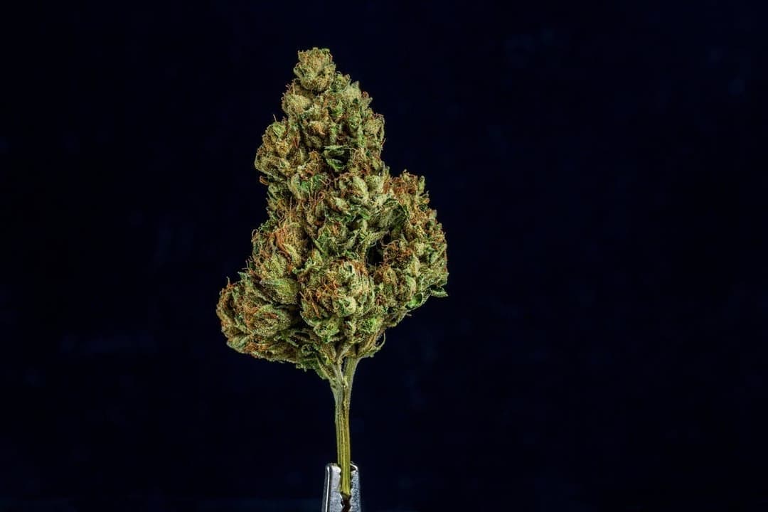 Farmer and the Felon | Flower Lemon Cherry Gelato 1/8oz