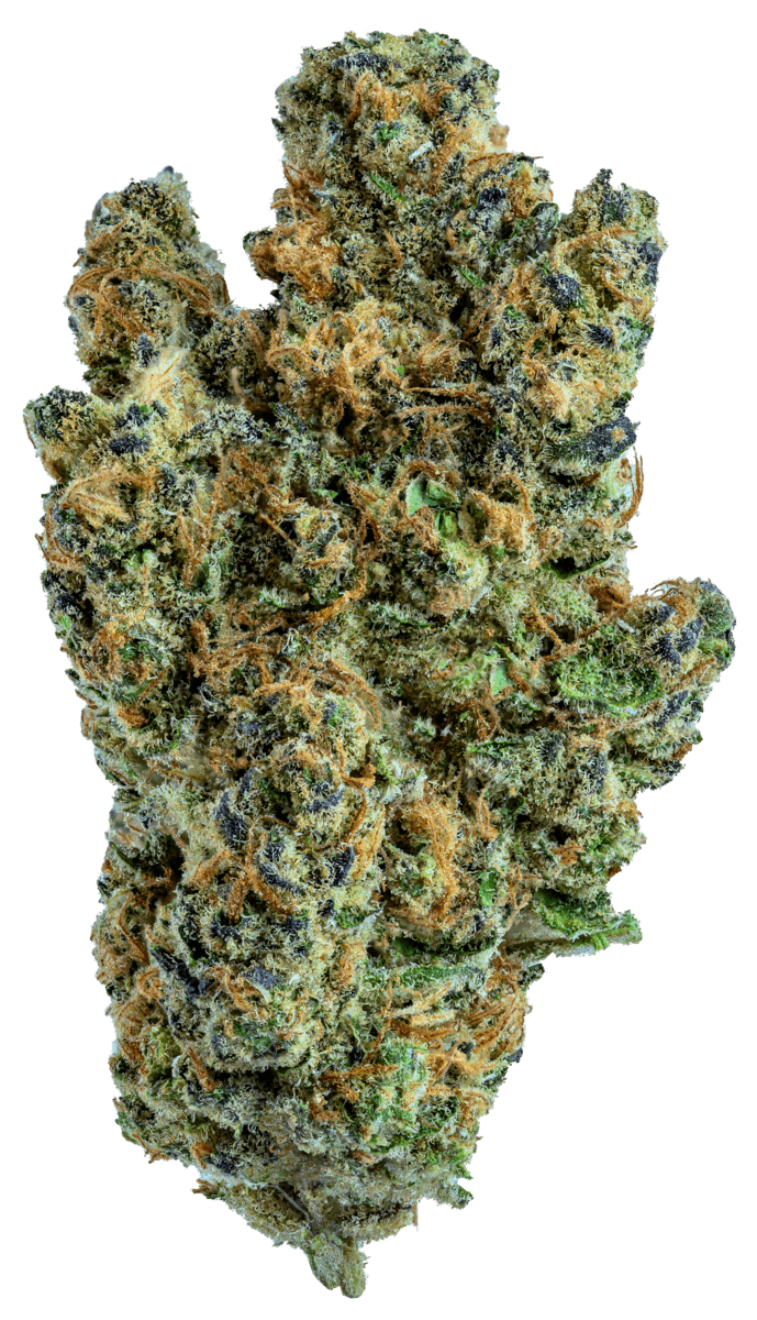 GOLD STANDARD | GELATO 33 | 28G