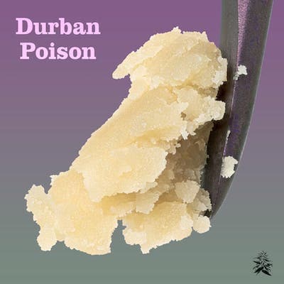Durban Poison Cold Cure Live Rosin