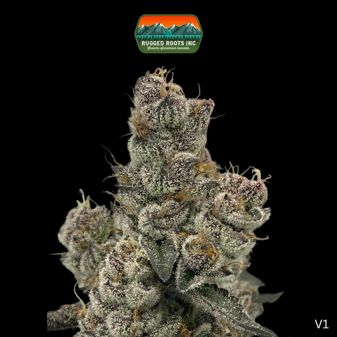 Rugged Roots | Bahama Mama 3.5g Smalls
