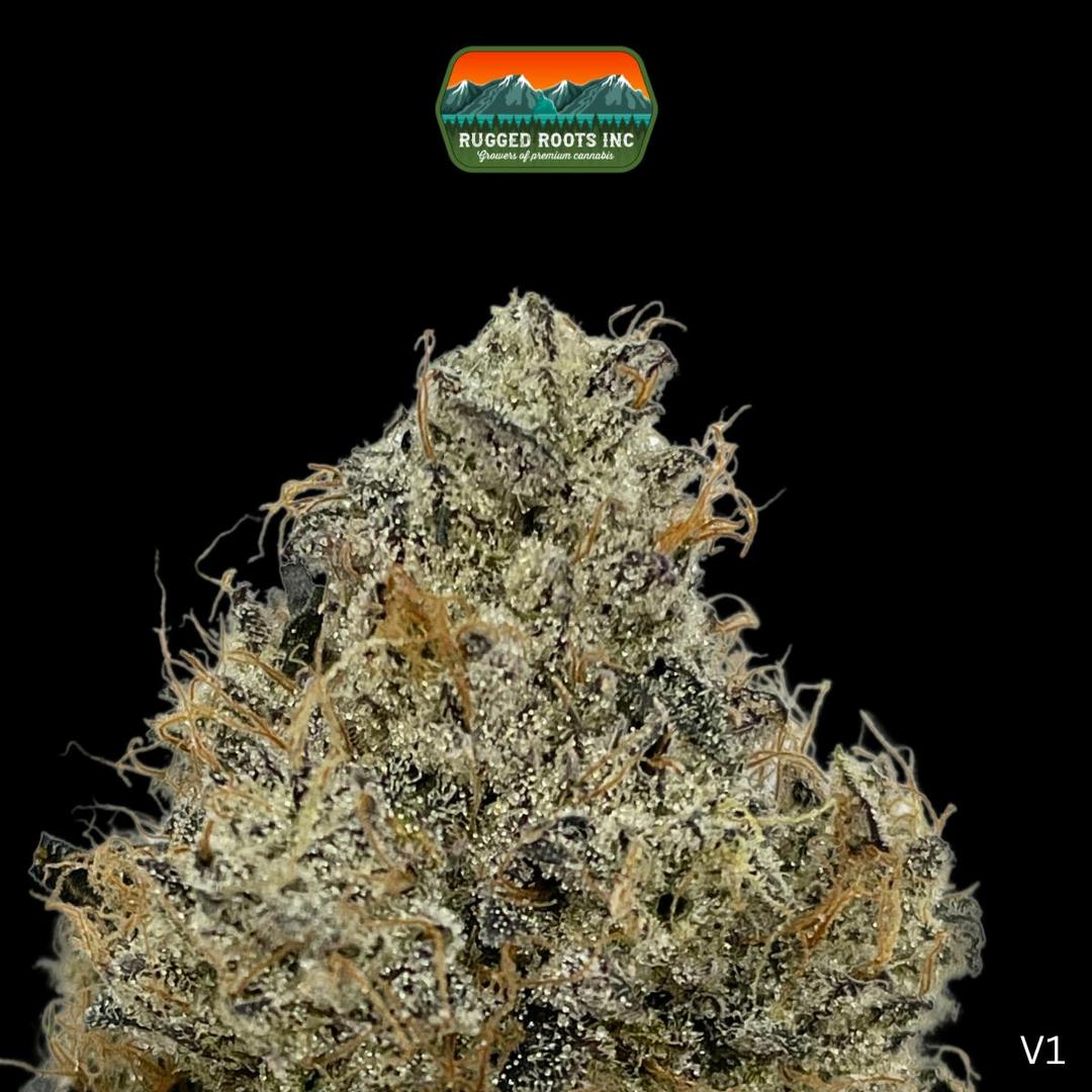 Rugged Roots | Edo G 3.5g