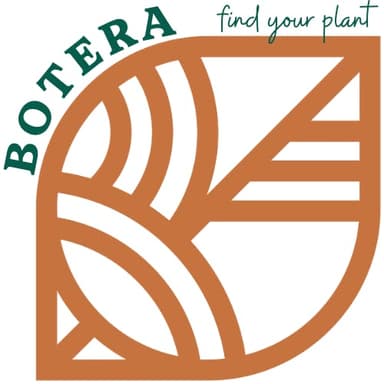 Botera - Taunton